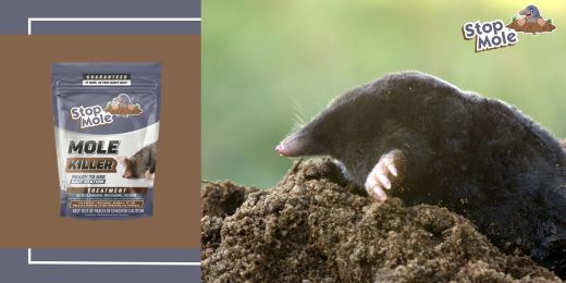Kas yra Stop Mole gydymas ir kaip jis veikia pelėms išnaikinti?